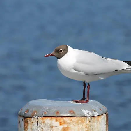 Lejlighed Morgensuenn, Exquisite Fuer 2 Personen In Zingst